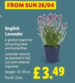Sun - English Lavender