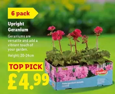 Upright Geranium