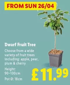 Sun - Dwarf Fruit Tree