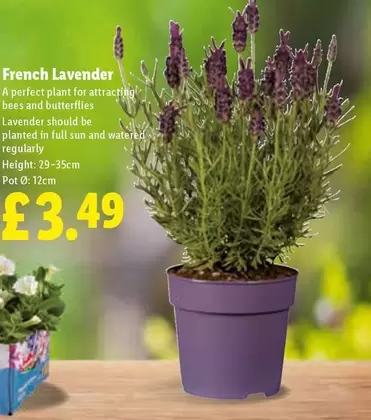 Sun - French Lavender