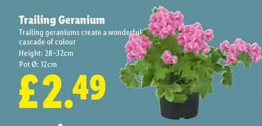 Trailing Geranium