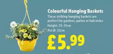 Colourful Hanging Baskets