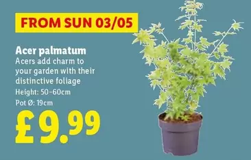 Sun - Acer palmatum