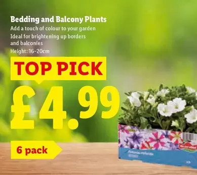 Bedding and Balcony Plants