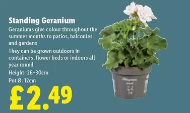 Standing Geranium