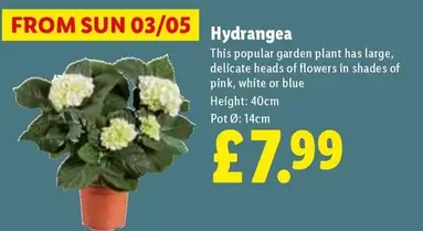 Sun - Hydrangea