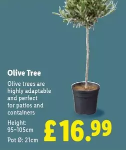 Olive Tree