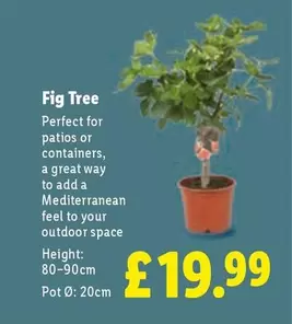 Fig Tree
