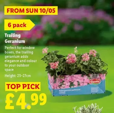 Sun - Trailing Geranium