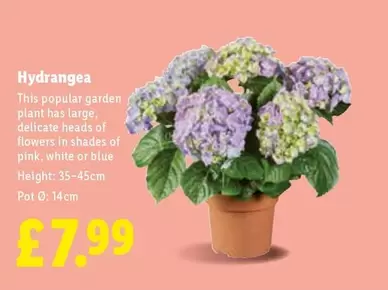 Hydrangea