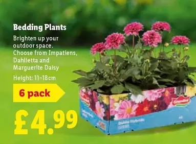 Daisy - Bedding Plants