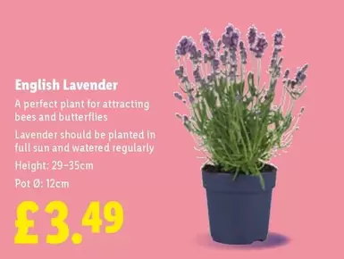 Sun - English Lavender