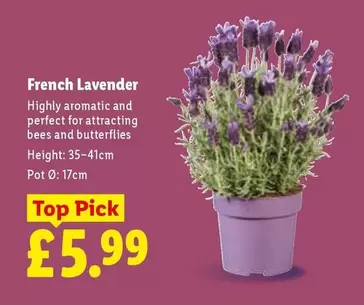 French Lavender