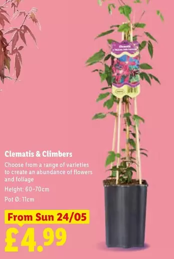 Sun - Clematis & Climbers