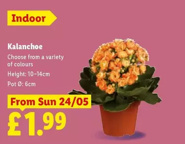 Sun - Kalanchoe