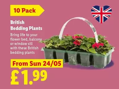 Sun - British Bedding Plants