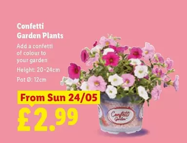 Sun - Confetti Garden Plants