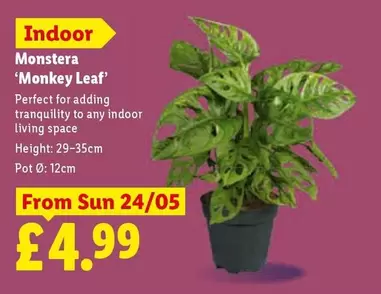Sun - Indoor Monstera 'Monkey Leaf'