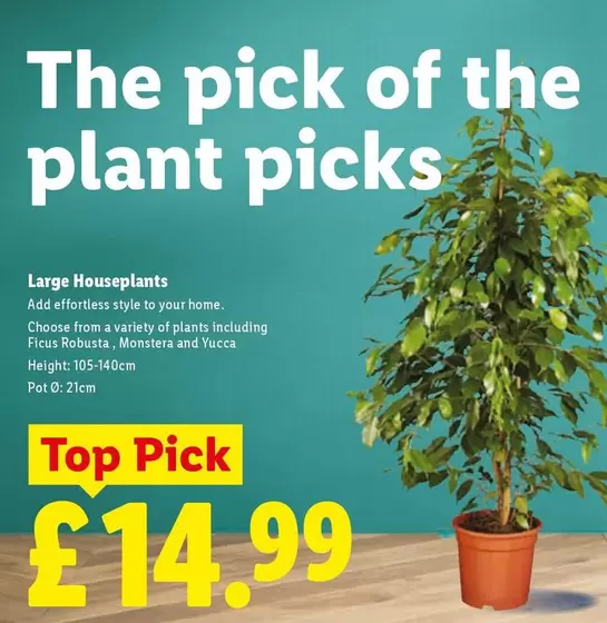 Large Houseplants