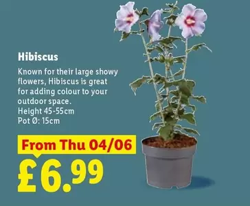 Hibiscus