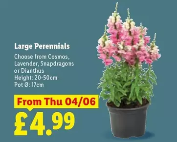 Large Perennials
