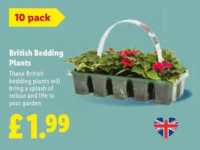British Bedding Plants