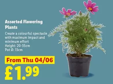 Assorted Flowering Plants