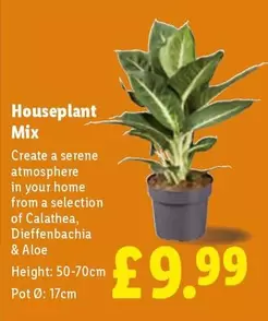 Houseplant Mix