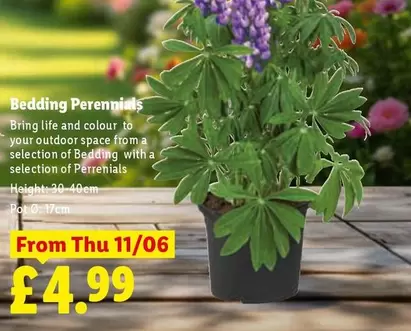 Bedding Perennials