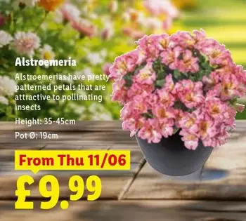 Alstroemeria