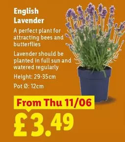 Sun - English Lavender