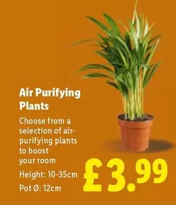 Boost - Air Purifying Plants