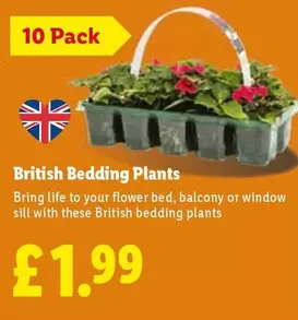 British Bedding Plants