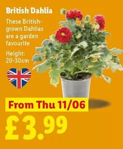 British Dahlias