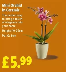 Mini Orchid in Ceramic