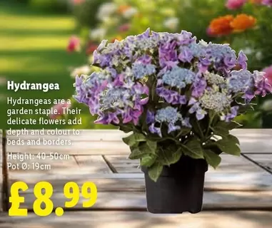 Hydrangea
