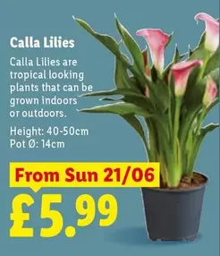 Sun - Calla Lilies