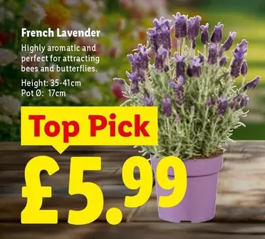 French Lavender