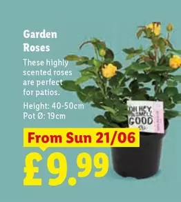 Sun - Garden Roses