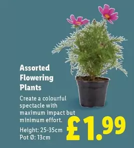 Assorted Flowering Plants