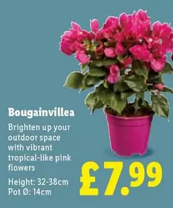 Bougainvillea
