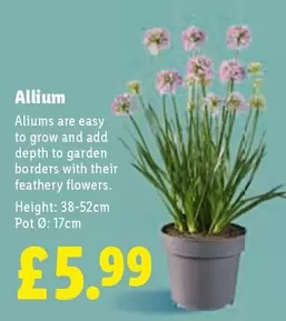 Allium