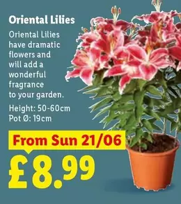 Sun - Oriental Lilies