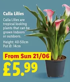 Sun - Calla Lilies