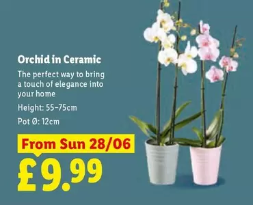 Sun - Orchid in Ceramic