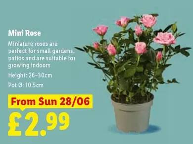 Sun - Mini Rose