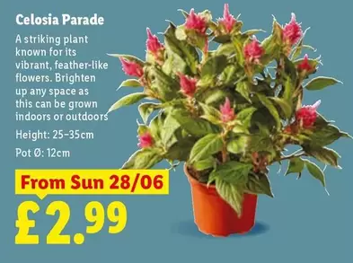 Sun - Celosia Parade