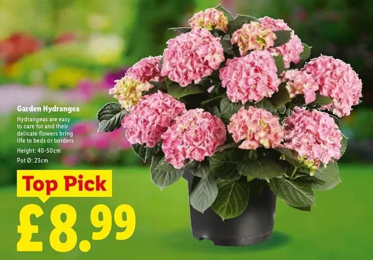 Garden Hydrangeas