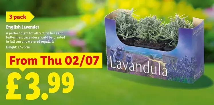 Sun - English Lavender