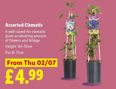 Assorted Clematis